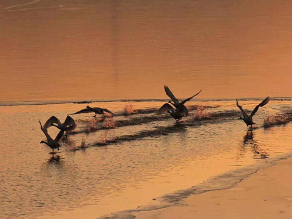 412MW！錦州陽(yáng)光獲國(guó)電投青海高效雙面組件訂單